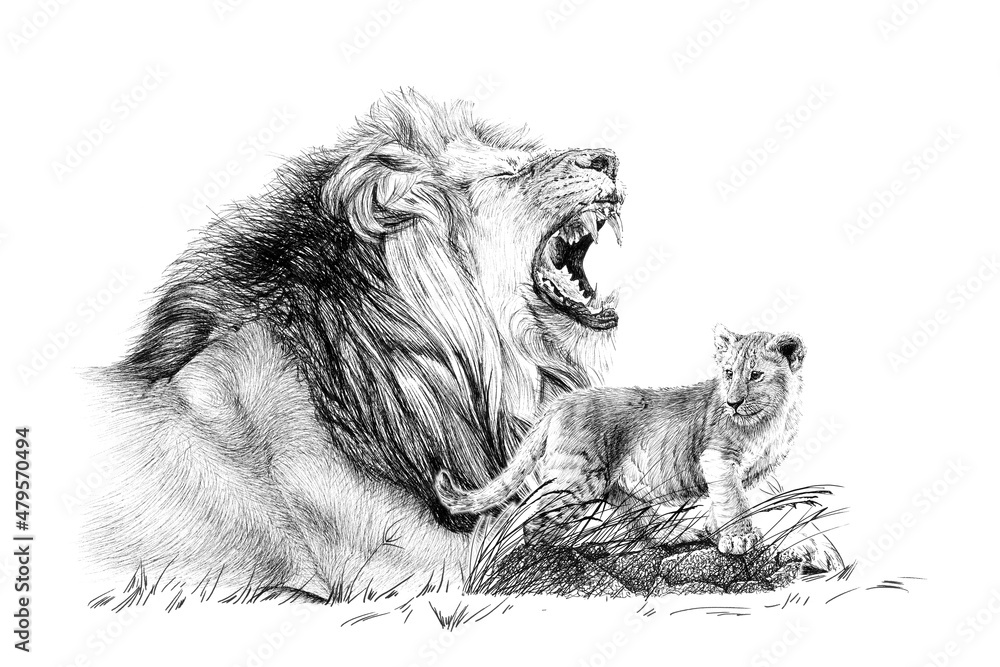 手绘幼狮和成年狮，白色背景单色示意图