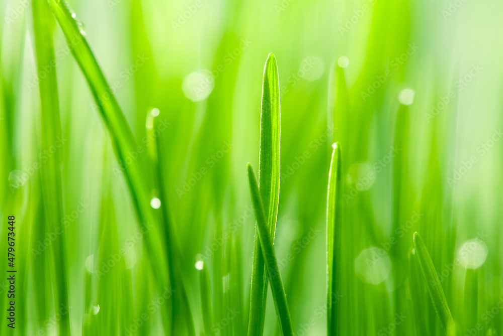Close up of green leaves of grass with water drops. Natural green background.