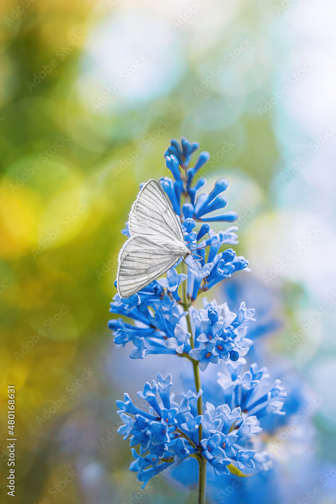 一只白色蝴蝶在蓝丁香树上绽放的宏观照片。波克气泡和绿色在照片中