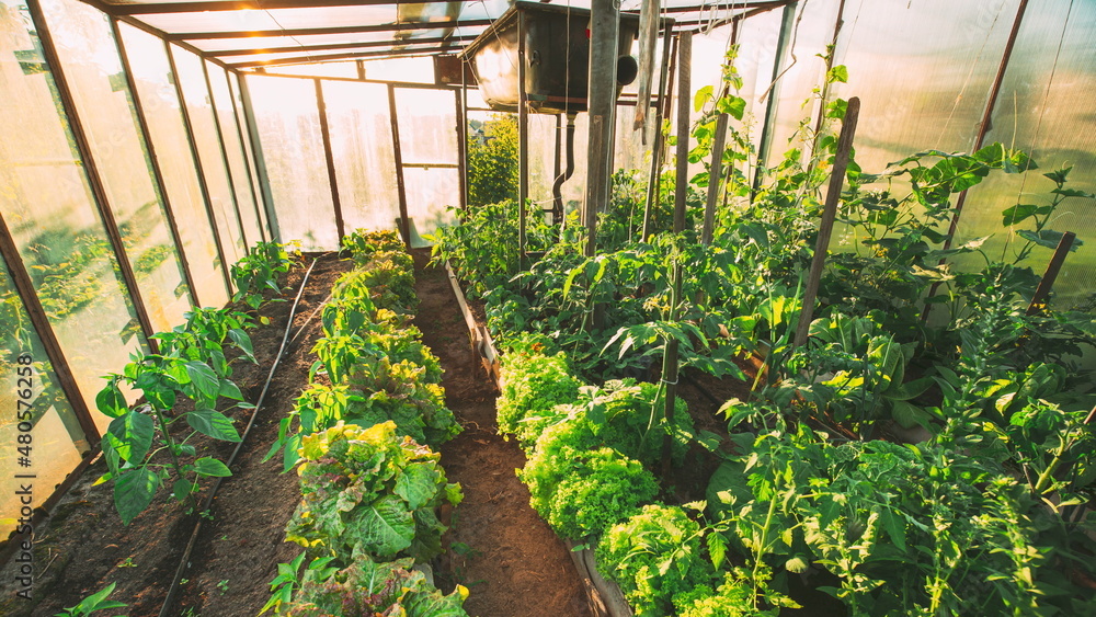 日落时温室或温室中生长的绿色生菜和辣椒蔬菜的特写