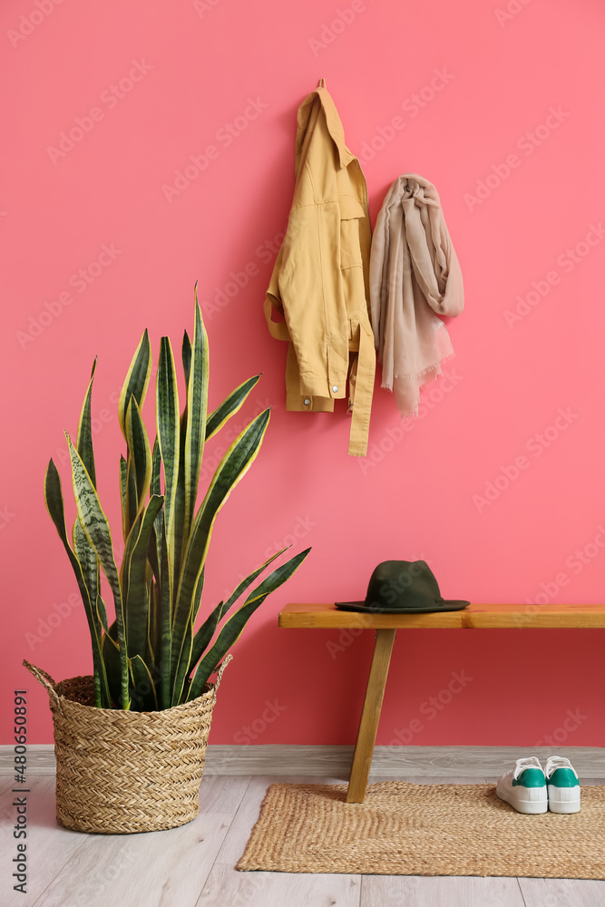 大厅粉色墙壁附近的家庭植物和木制长椅