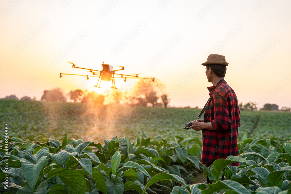 农业无人机飞行，农民驾驶无人机在烟草田里喷洒激素肥料