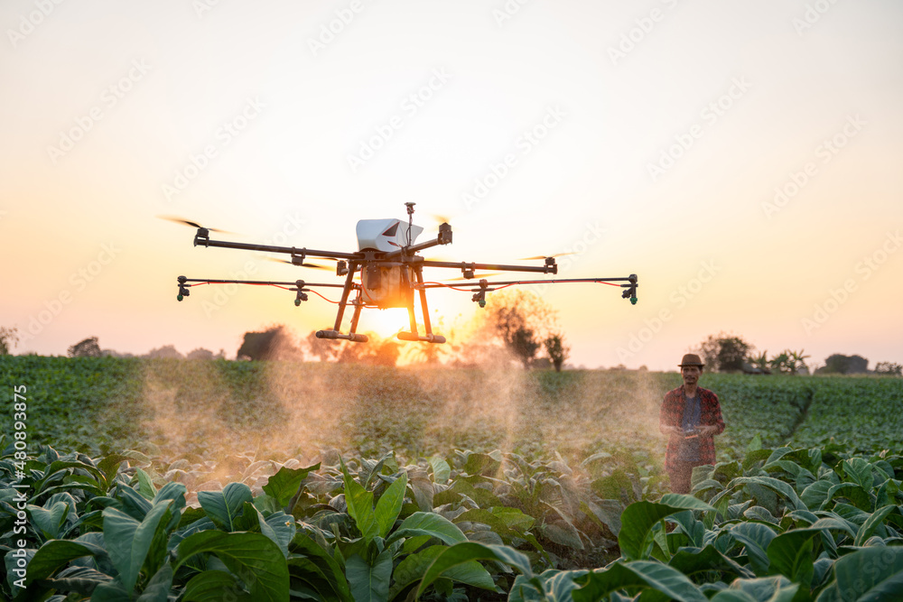 亚洲农民驾驶无人机在烟草田里喷洒激素肥料，农业技术的无人机