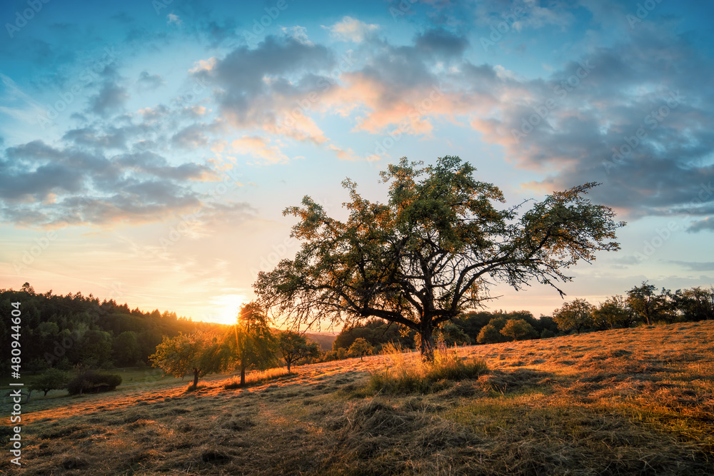 Tranquil panoramic rural landscape scenery in an early summer morning after sunrise, with a tree on 