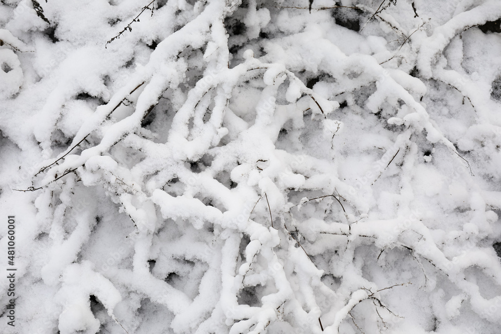 Bush branches covered with snow