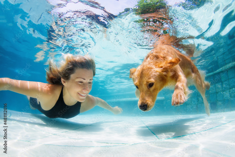 水下动作。年轻女子玩得很开心，在游泳池里训练金毛寻回犬-jum