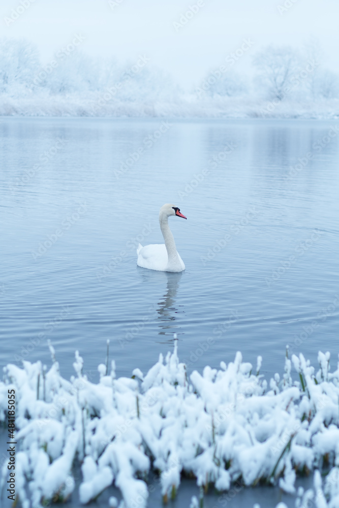 日出时，独自一只白天鹅在冬季湖水中游泳。背景是结霜的白雪树。安