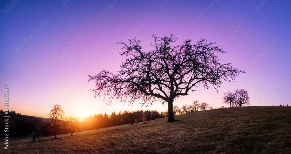 Silhouette of a lone bare tree on a hill at sunset with beautiful purple sky