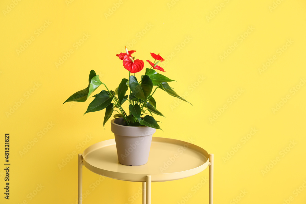 黄底红掌花餐桌