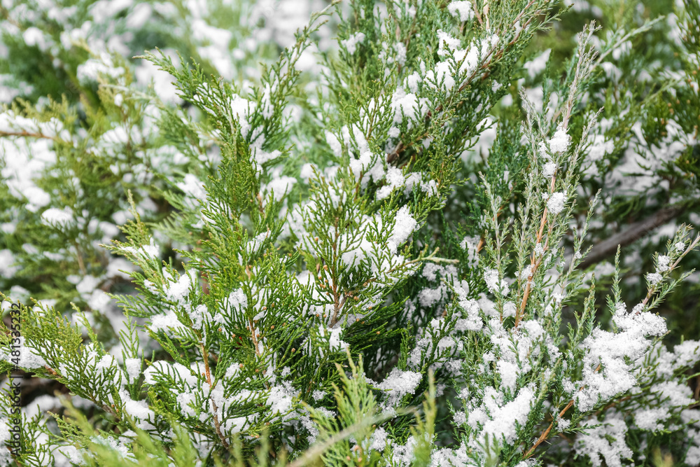 冬日暴雪过后美丽的针叶树枝