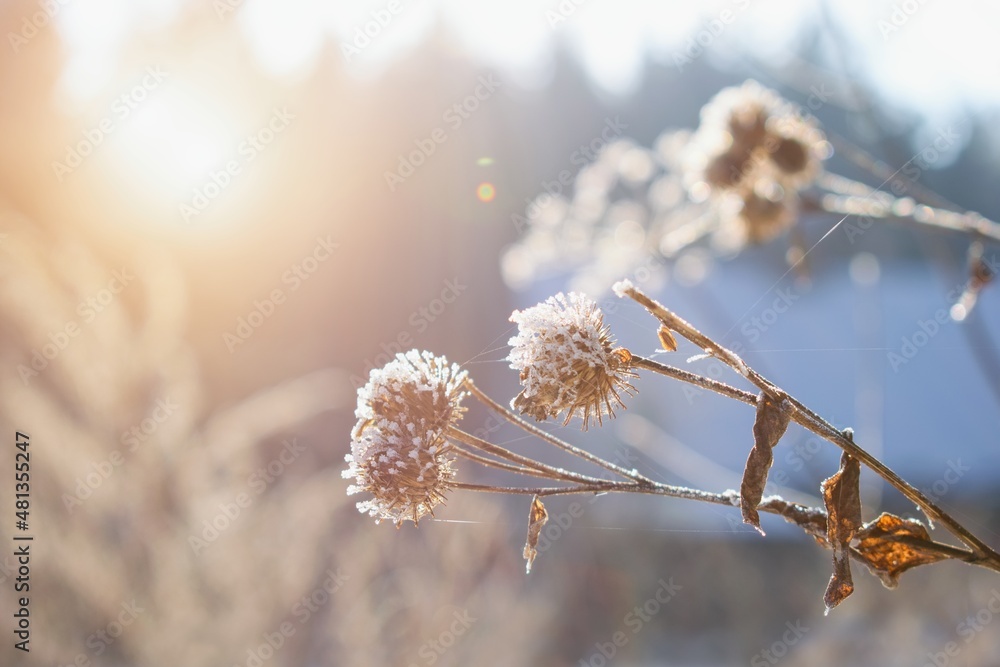 Winter garden scenery. Blurred winter background with frozen thistle plant .