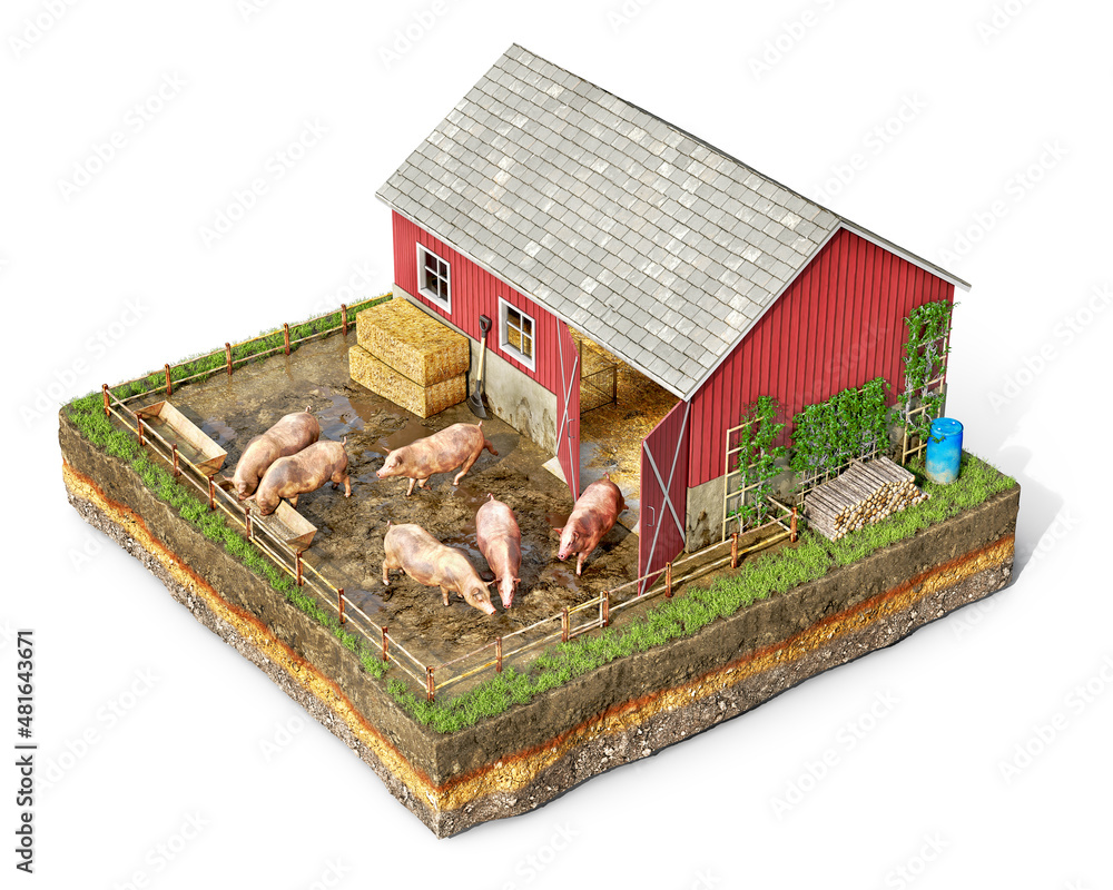 牲畜概念，养猪场，院子里有动物，在一块地上，隔离在白色背景上