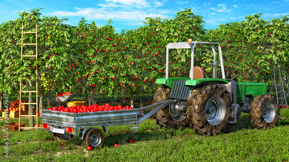 水果采摘正在进行中，拖拉机和装满苹果的拖车在果园里，在a b下