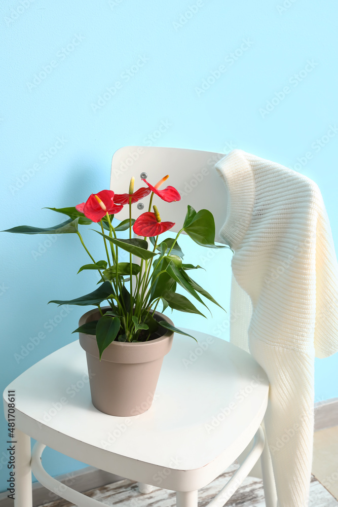 美丽的红掌花在靠近彩色墙的椅子上