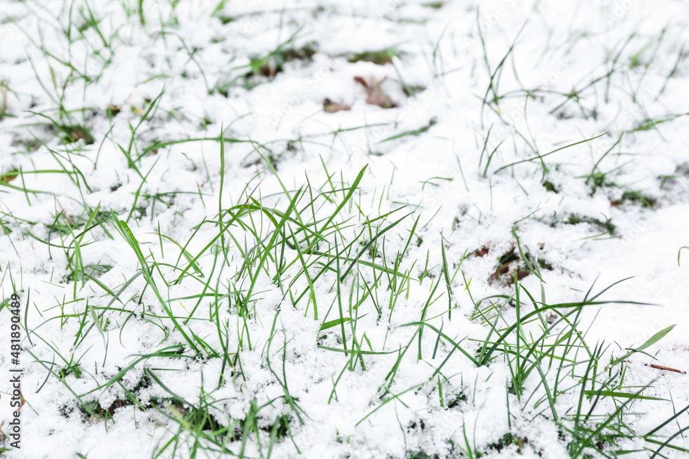 Grass covered with snow on winter day