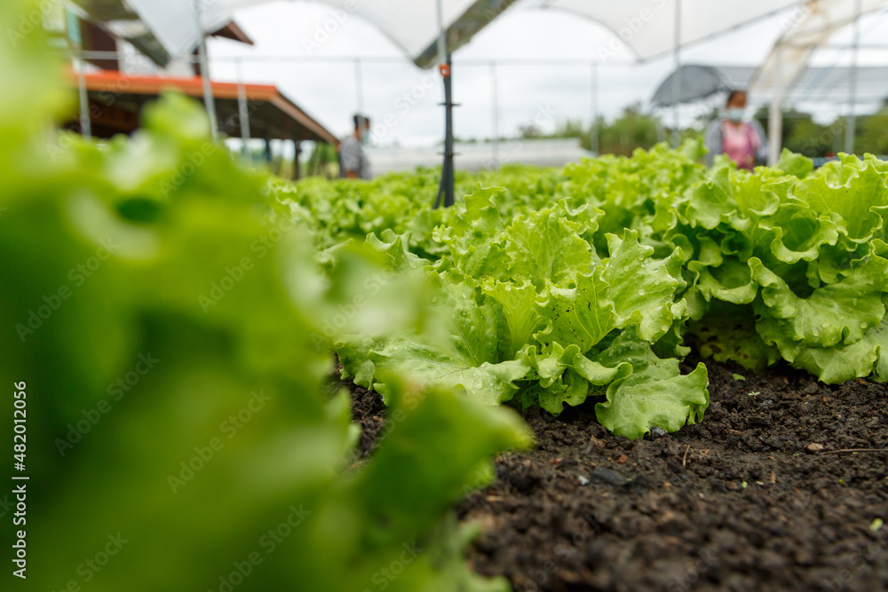 地上种植的有机生菜，菜园里的新鲜生菜