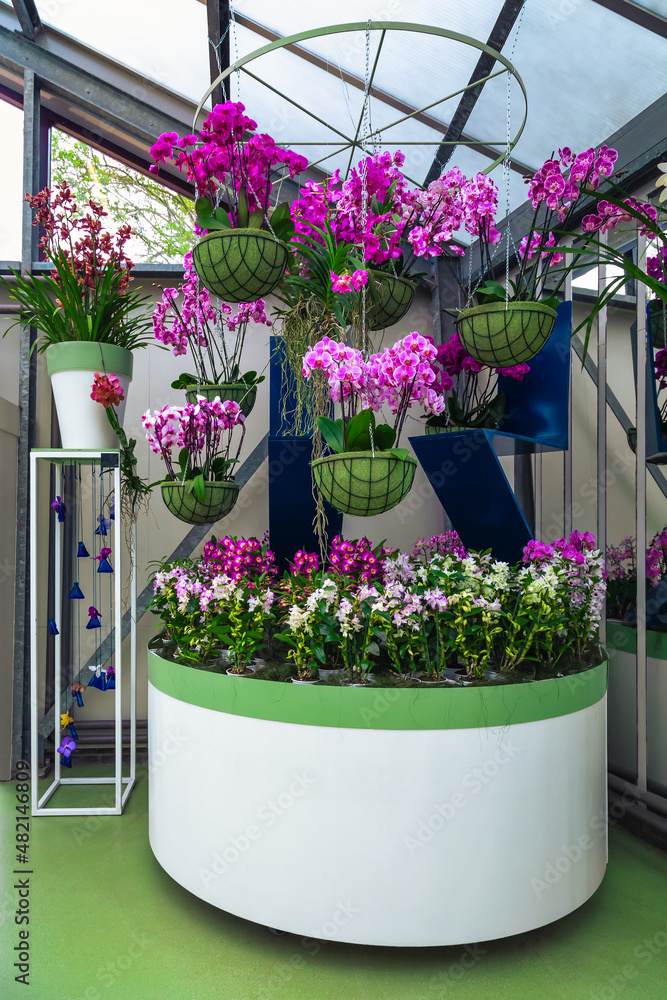 Beautiful orchid flower exposition in decoration shop, Keukenhof garden, Netherlands