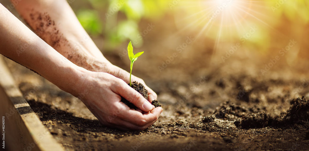 人的双手在土壤中照料幼苗