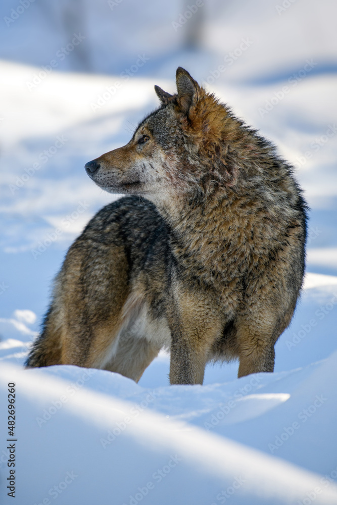灰狼，冬季森林中的犬类狼疮