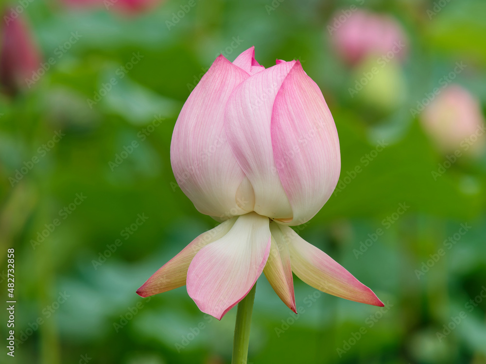 夏季花朵系列，阳光明媚的粉色莲花，特写图像。