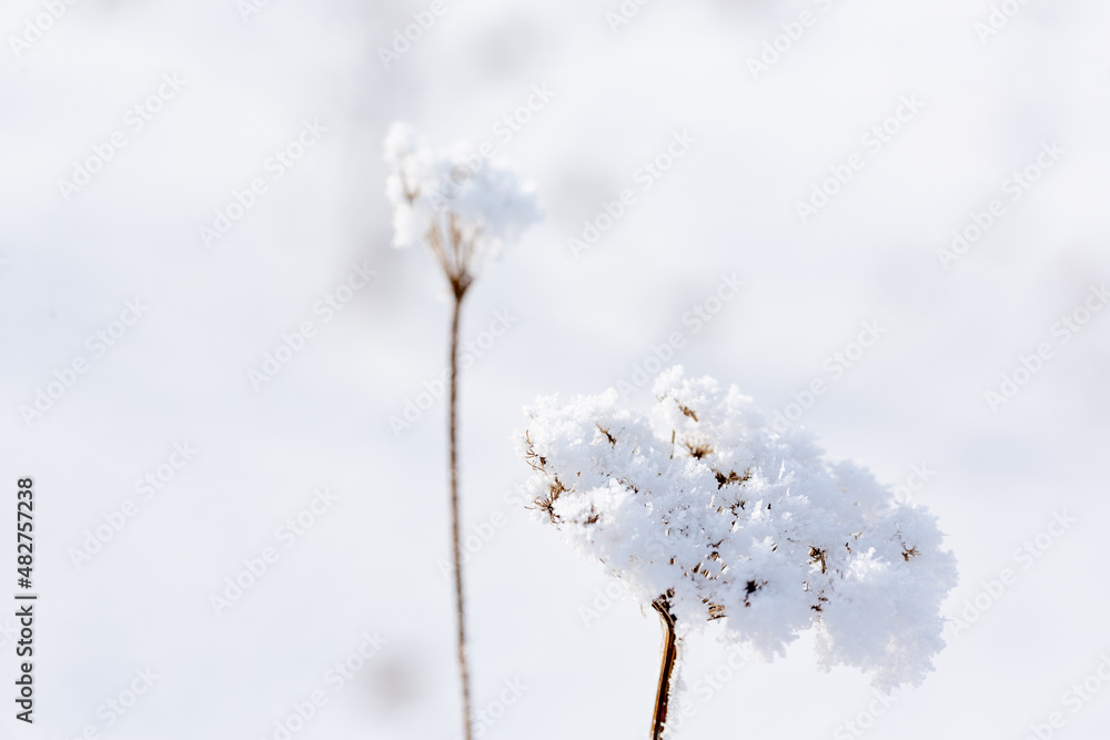 美丽的仙人掌科干花，冬天被雪覆盖，特写，选择焦点。