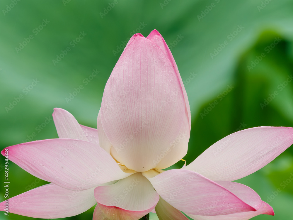 夏季花卉系列，美丽的粉色荷花在荷花池中绽放，特写图像。