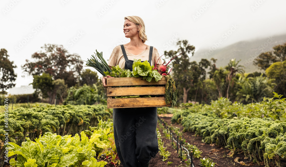 女性有机农民在农场采集新鲜蔬菜