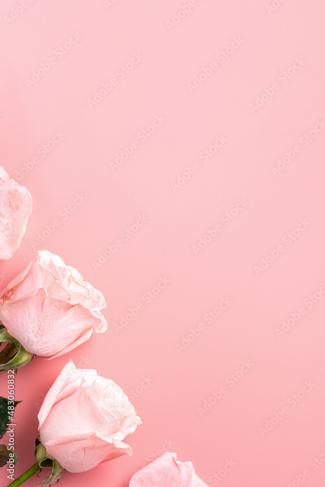 Valentines Day design concept background with pink rose flower on pink background.