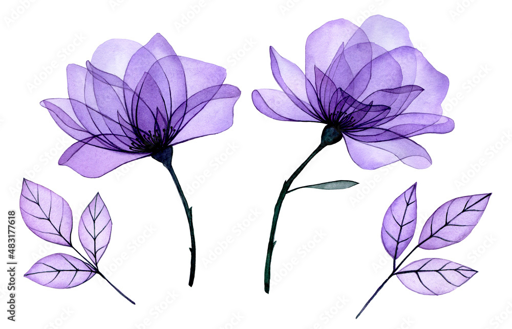 watercolor drawing. transparent flowers. set of purple roses and transparent leaves, x-ray. decorati