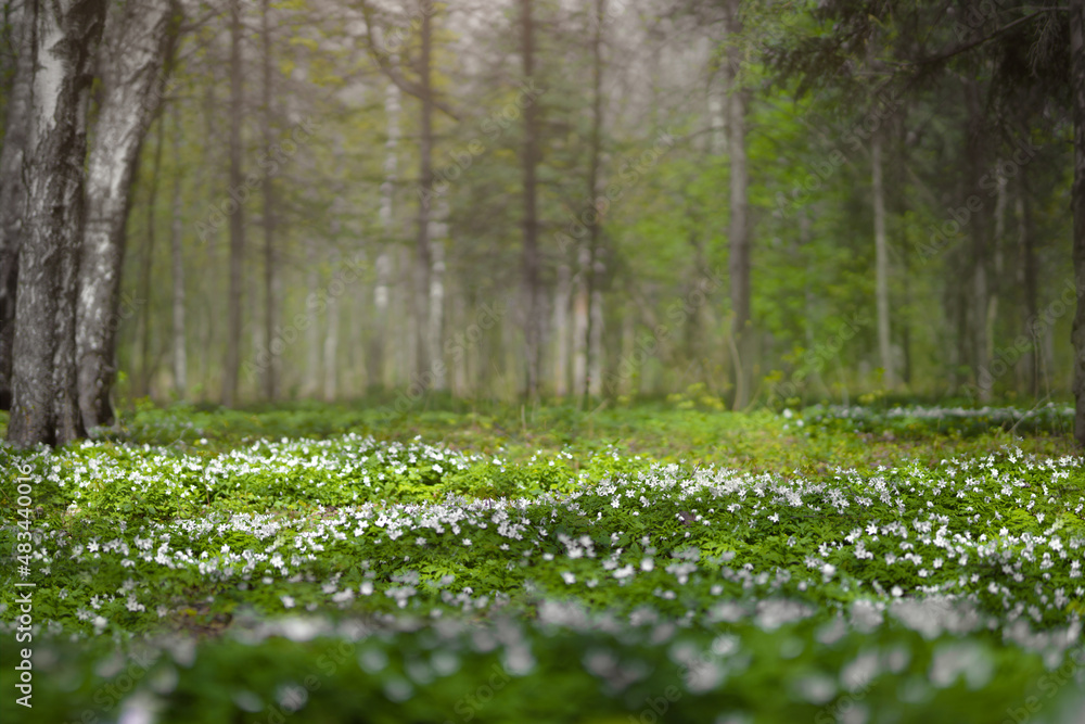 满是白色春花的林间空地