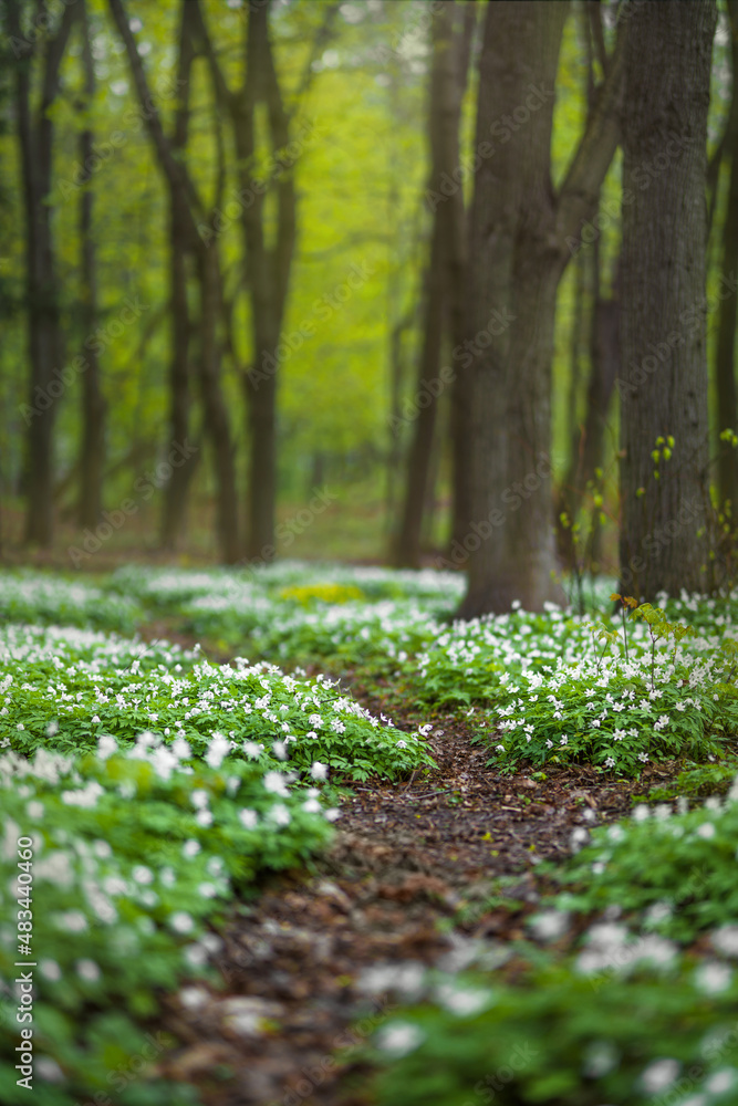 开满白色春花的林地