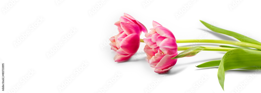 郁金香花束。盛开的粉色郁金香花孤立在白色背景上。情侣郁金香特写
