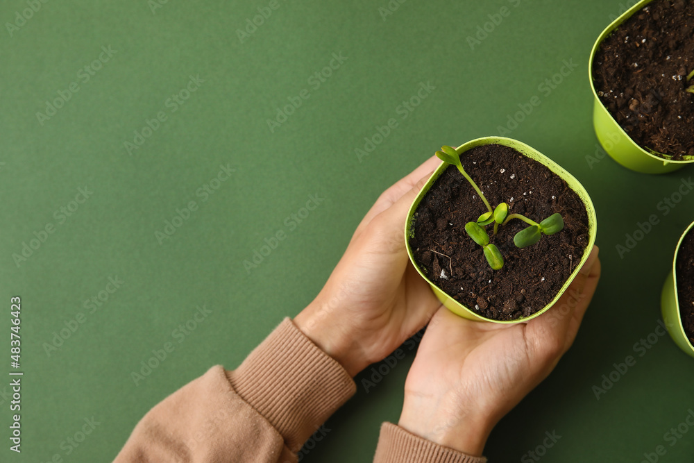 Female hands with flower pot on color background