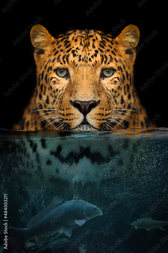 Portrait leopard half in the water. Underwater world with fish and bubbles