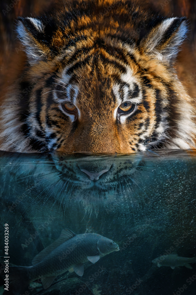水中半只老虎的肖像。有鱼和气泡的海底世界