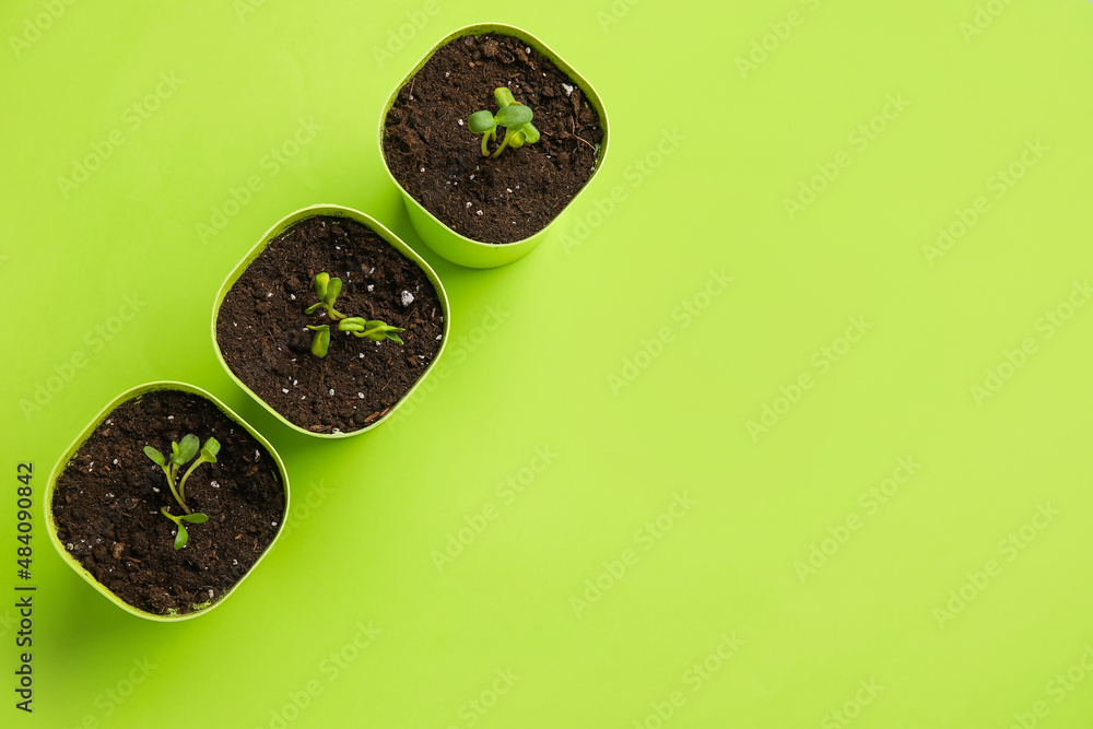Flower pots with seedlings on green background