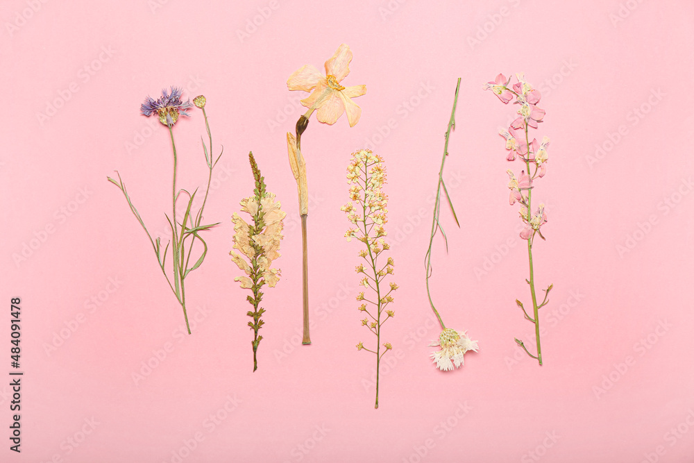 Dried pressed flowers on light background
