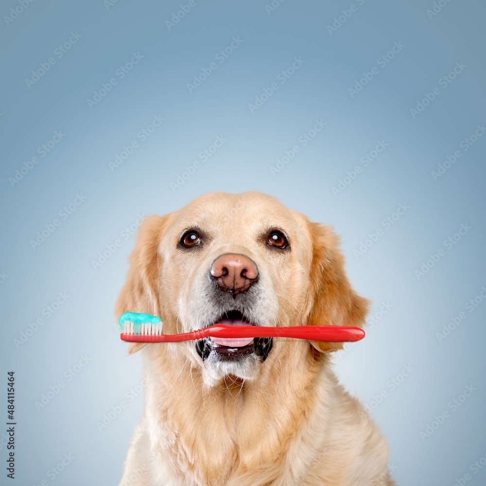 可爱的狗嘴里叼着牙刷，牙齿健康，牙齿护理