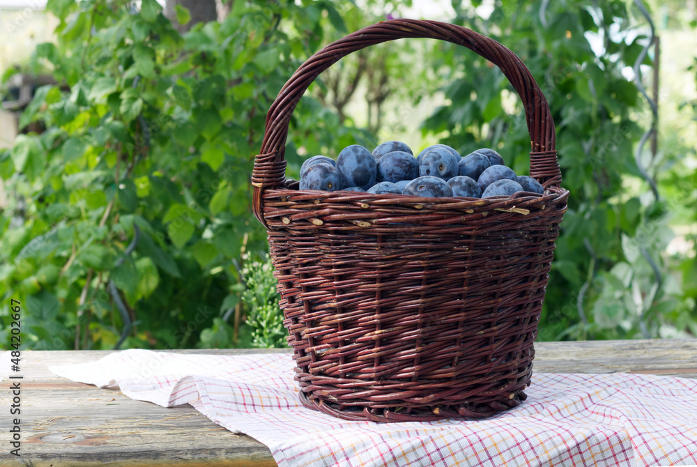Wooden basket of garden plums on a wooden table with a tablecloth.
