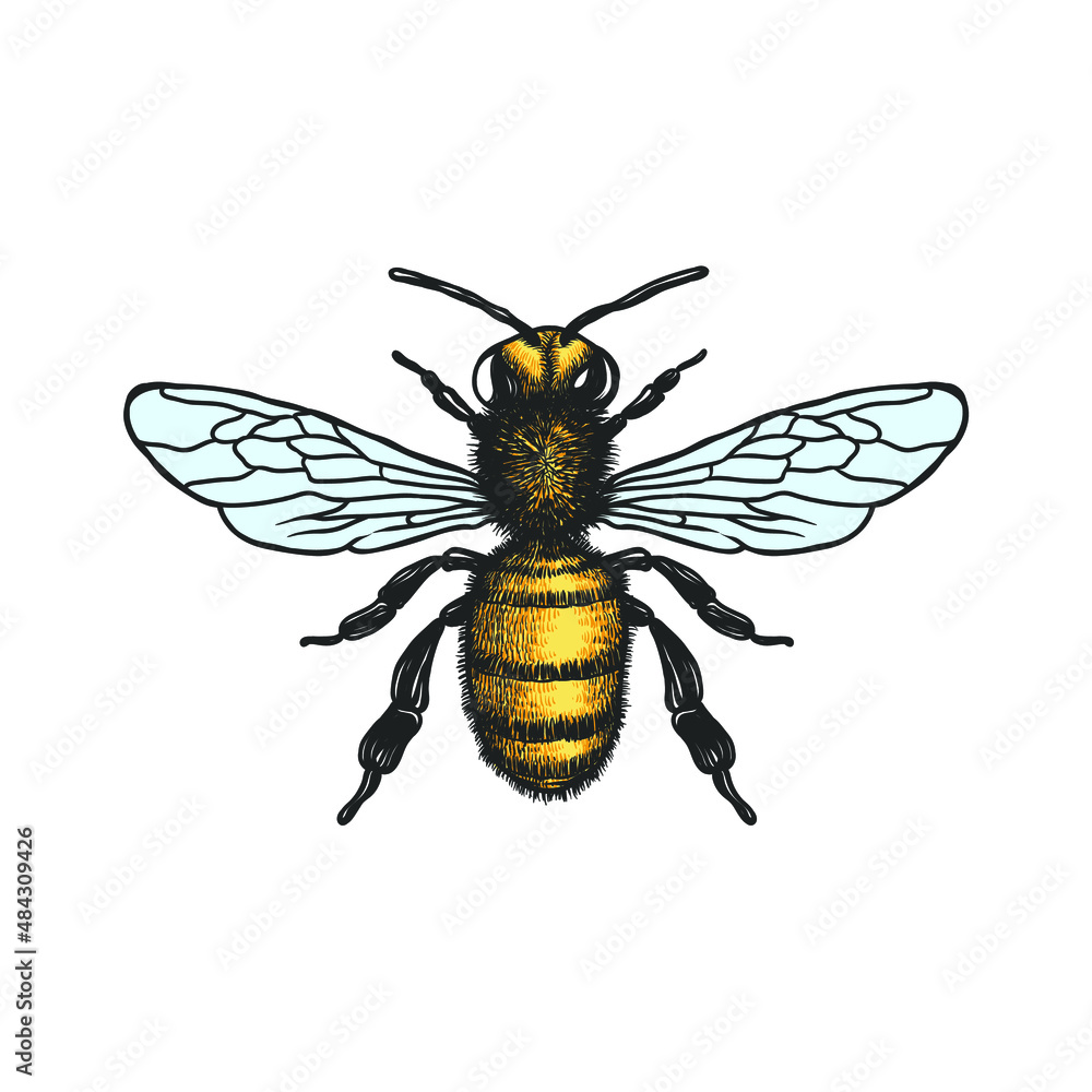 蜜蜂矢量插图。矢量画，手绘，复古，蜜蜂在白色背景上的线条艺术