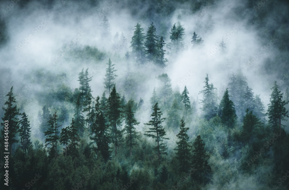 雾蒙蒙的森林全景。郁郁葱葱的森林
