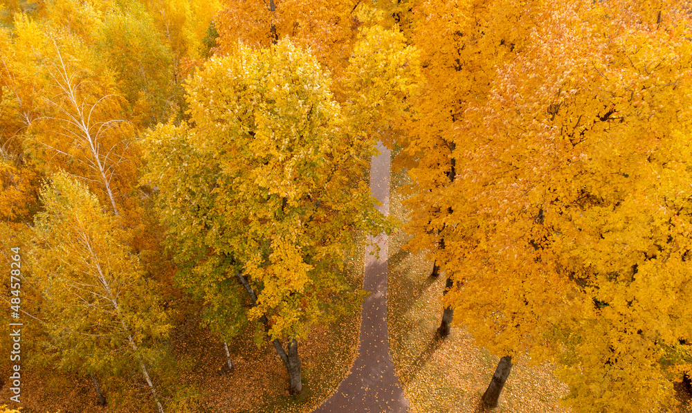 秋天公园里的亮黄色、红色和橙色的树。