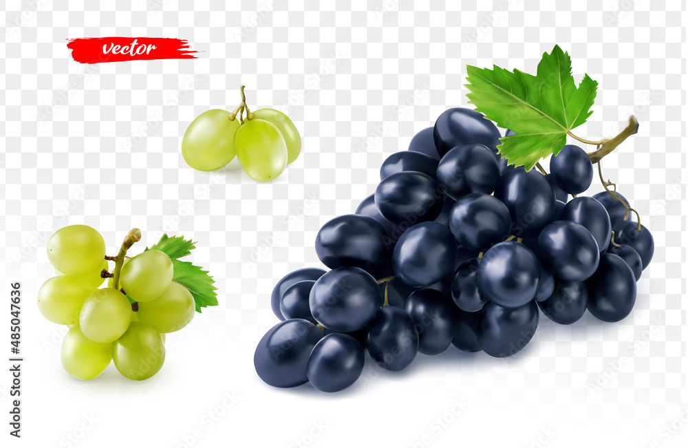 Set of green grape and black grape isolated. Realistic vector illustration of different grapes.