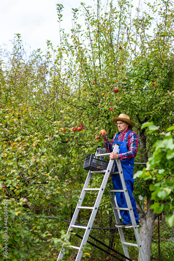 农民站在梯子上，手里拿着一个苹果。农民享受着苹果的味道