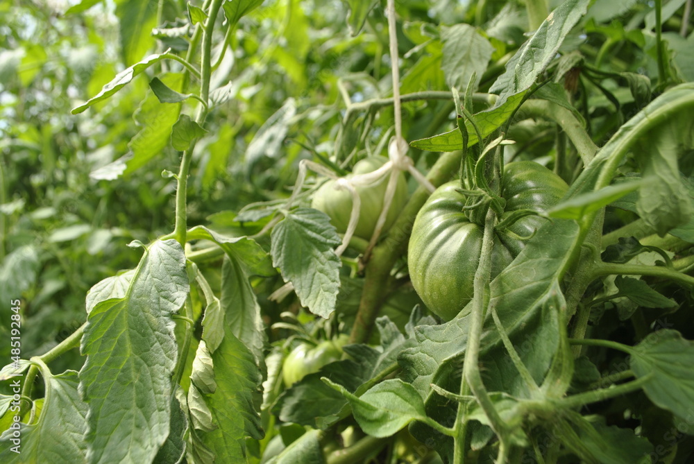 An unripe green tomato hangs on a stem among the green leaves. Tomato covered with small droplets of