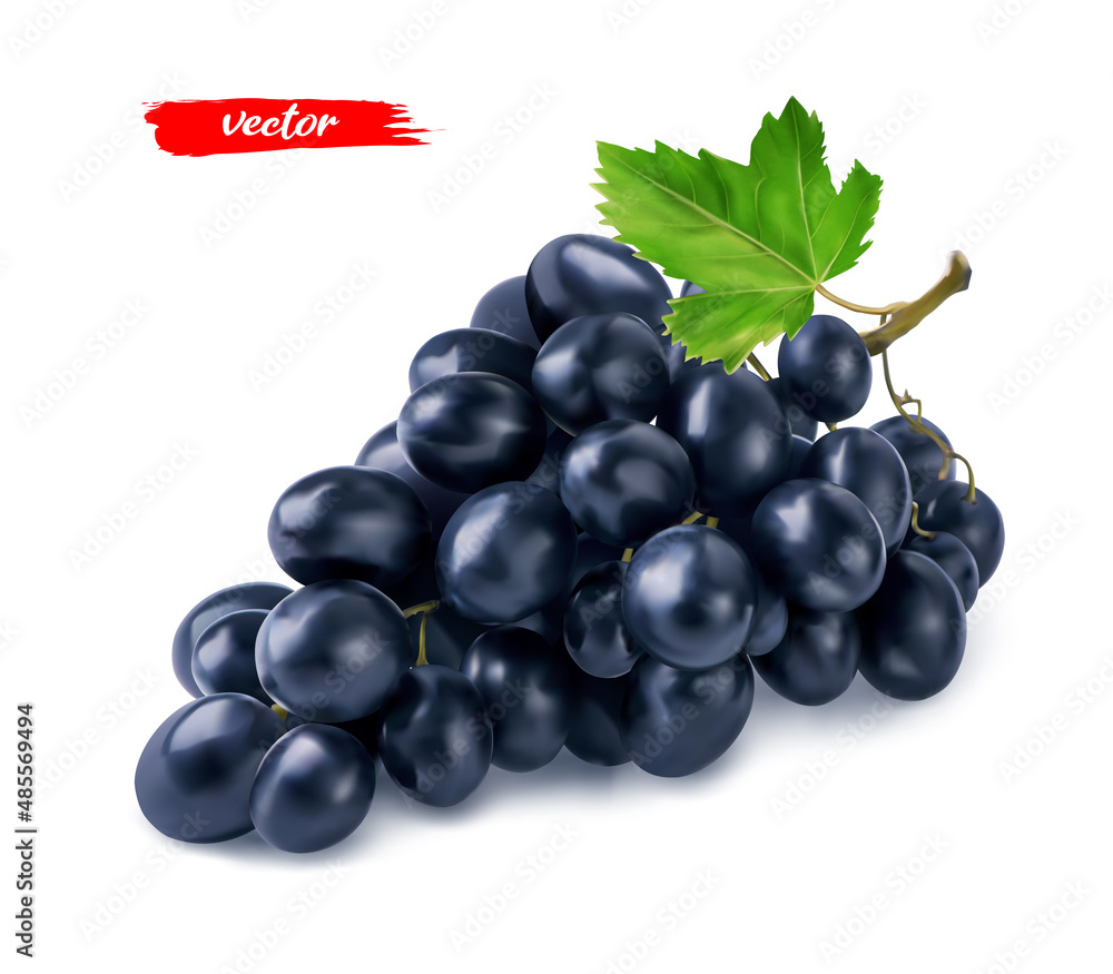 黑色葡萄，葡萄叶隔离在白色上。黑色葡萄的真实矢量图。