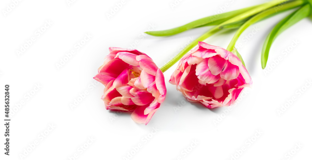 郁金香束。盛开的粉红色郁金香花在白色背景上。情侣郁金香特写