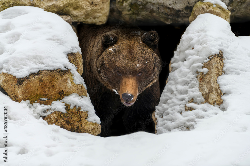冬天，棕熊（Ursus arctos）在一块大石头下的树林里向外张望