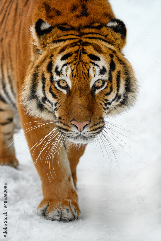 寒冷时期的成年老虎特写。野生冬季的老虎雪