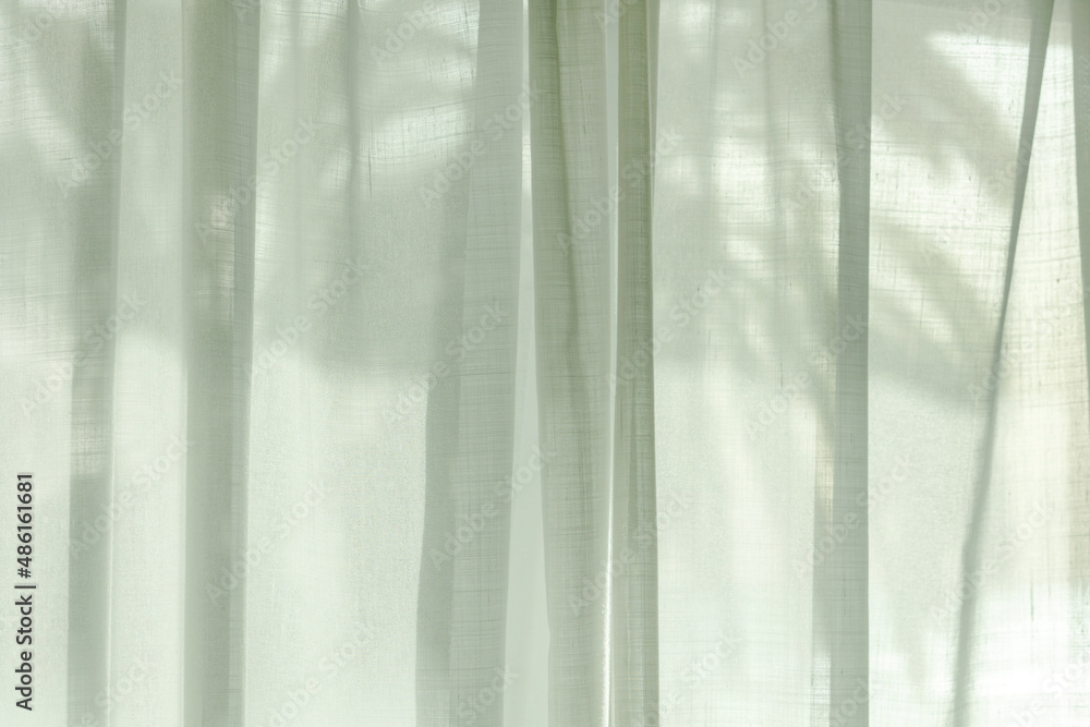 透过窗帘的棕榈树剪影
